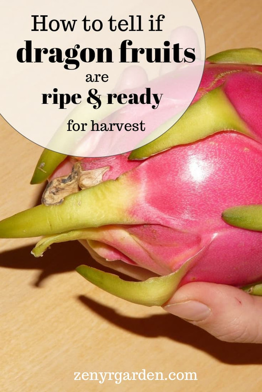 how-to-tell-if-dragon-fruits-are-ripe-ready-for-harvest.jpg