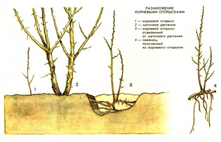 Размножение роициссуса в домашних условиях посев семян или разделение куста