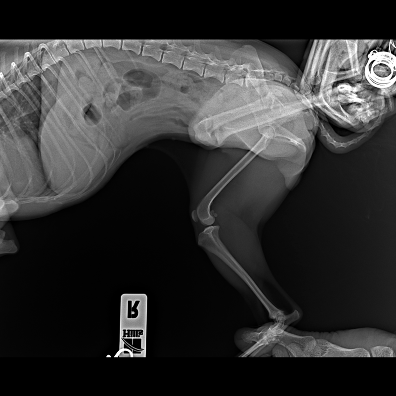 ВОРОНИН_СОБАКА_ДЖЕССИКА_Бедро-Бок_190236