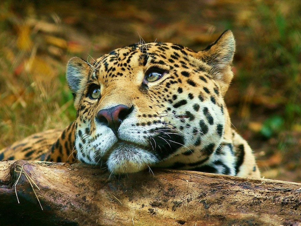 Siempre Libre & Glitters y Gifs Animados Nº332 - Página 12 Leopardo-1024x768