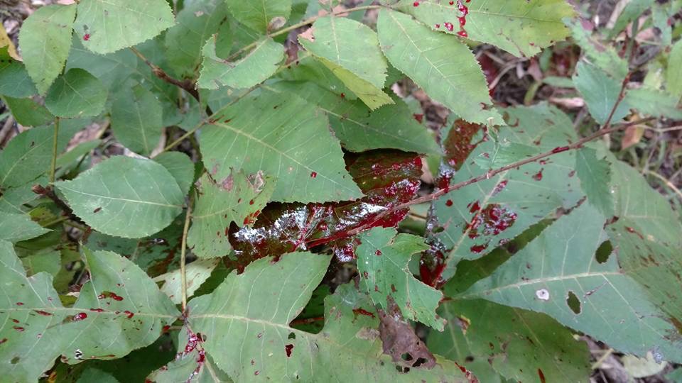 8827B856-CC09-45C1-9A4C-9CFABA32F653