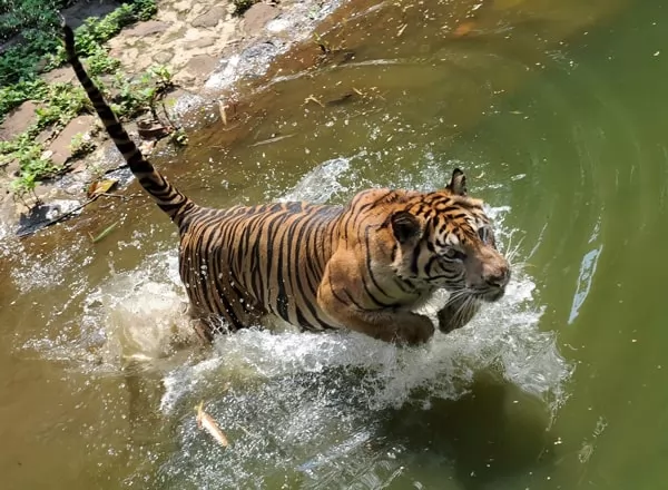 [Image: predators-facts-with-pictures-6705-2-1674759096.webp]