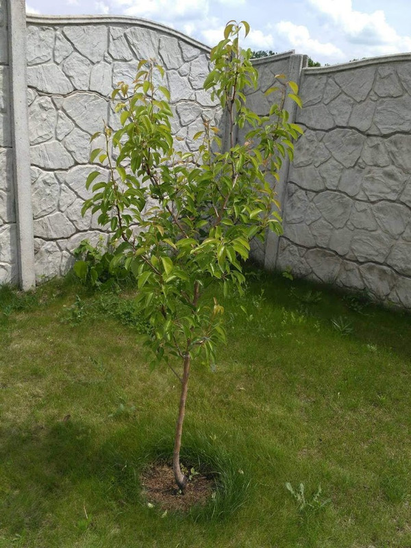 IMG-528670cffbe2b53b1f1ce651234ce170-V