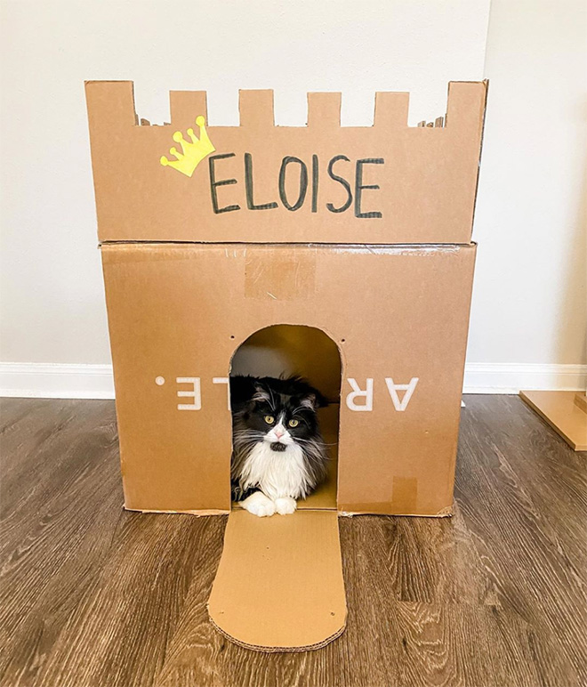 cat-forts19.jpg