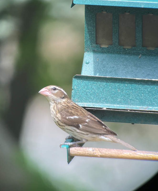 Screenshot 2025-04-30 at 12.00.39 PM