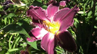Purple-Yellow-Daylily