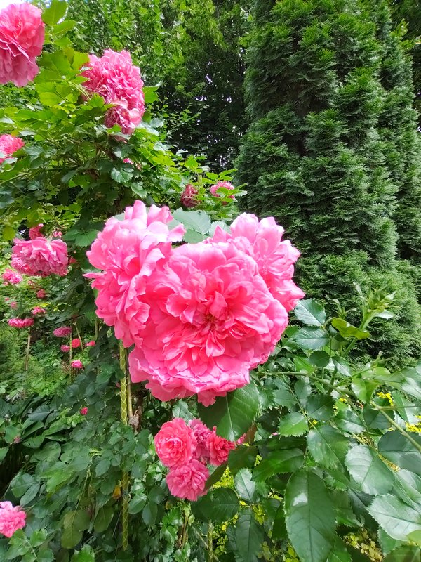 https://i.postimg.cc/DZx1CNqL/296-IMG-20240624-142245.jpg