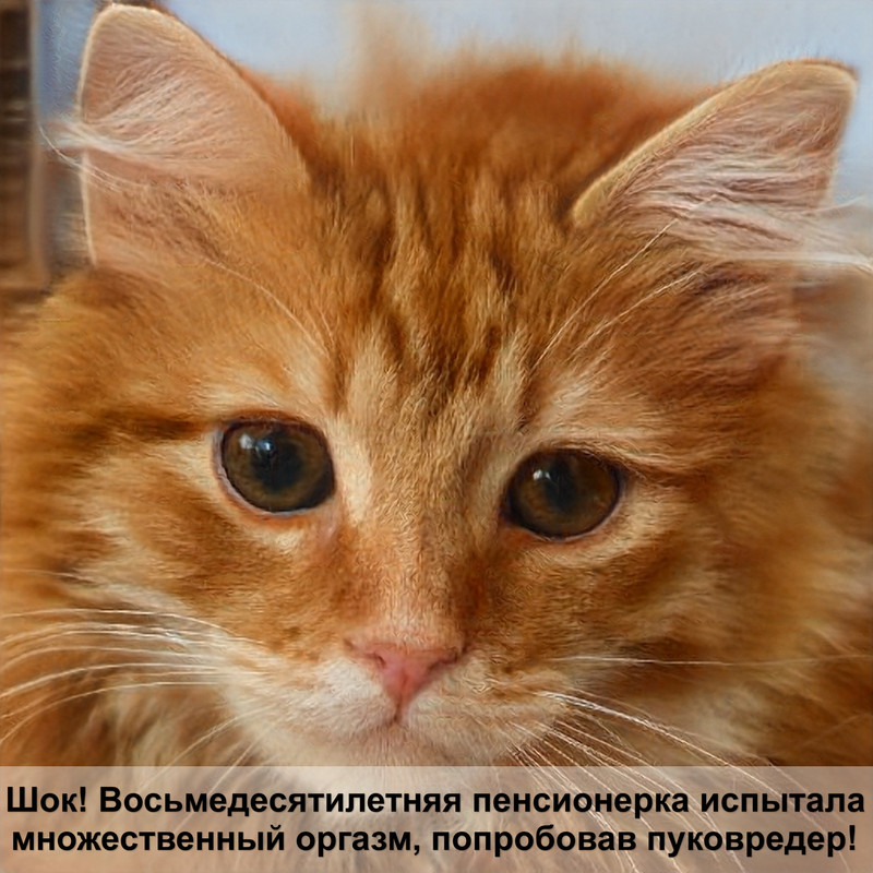 редкий окрас британских кошек