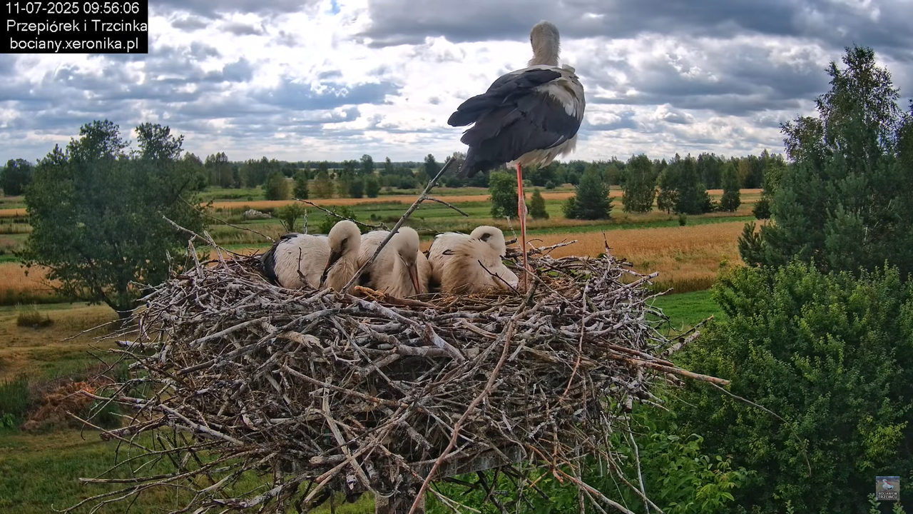 11072025bociany23