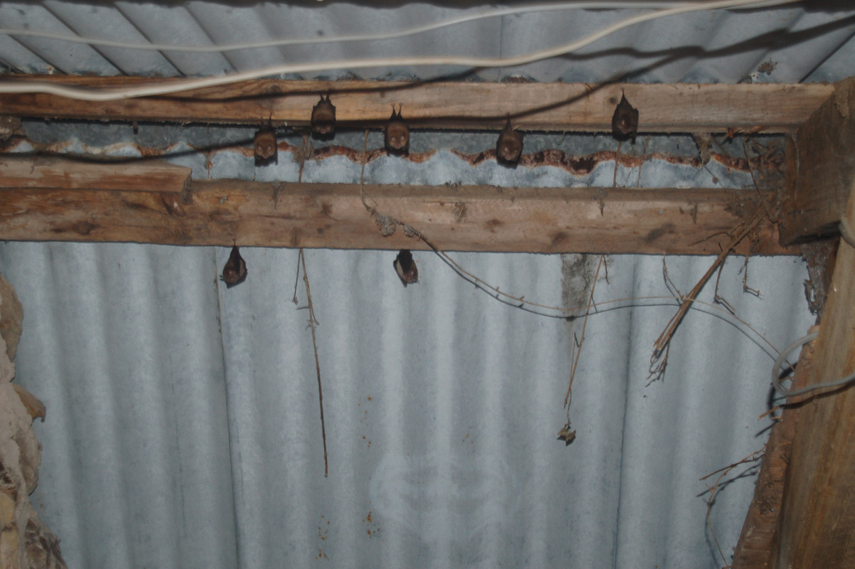 More bats