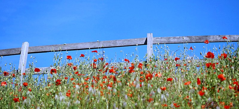 red-poppy-field-HD.jpg