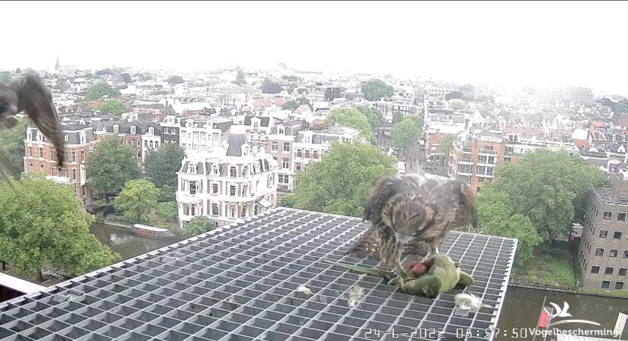 Amsterdam/Rijksmuseum screenshots © Beleef de Lente/Vogelbescherming Nederland - Pagina 32 Video-2022-06-24-090557-Moment