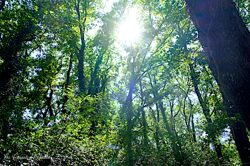 Arbres dans la forêt, soleil dans le feuillage