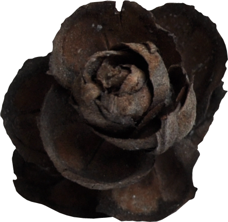 Autumn Witchery (126)