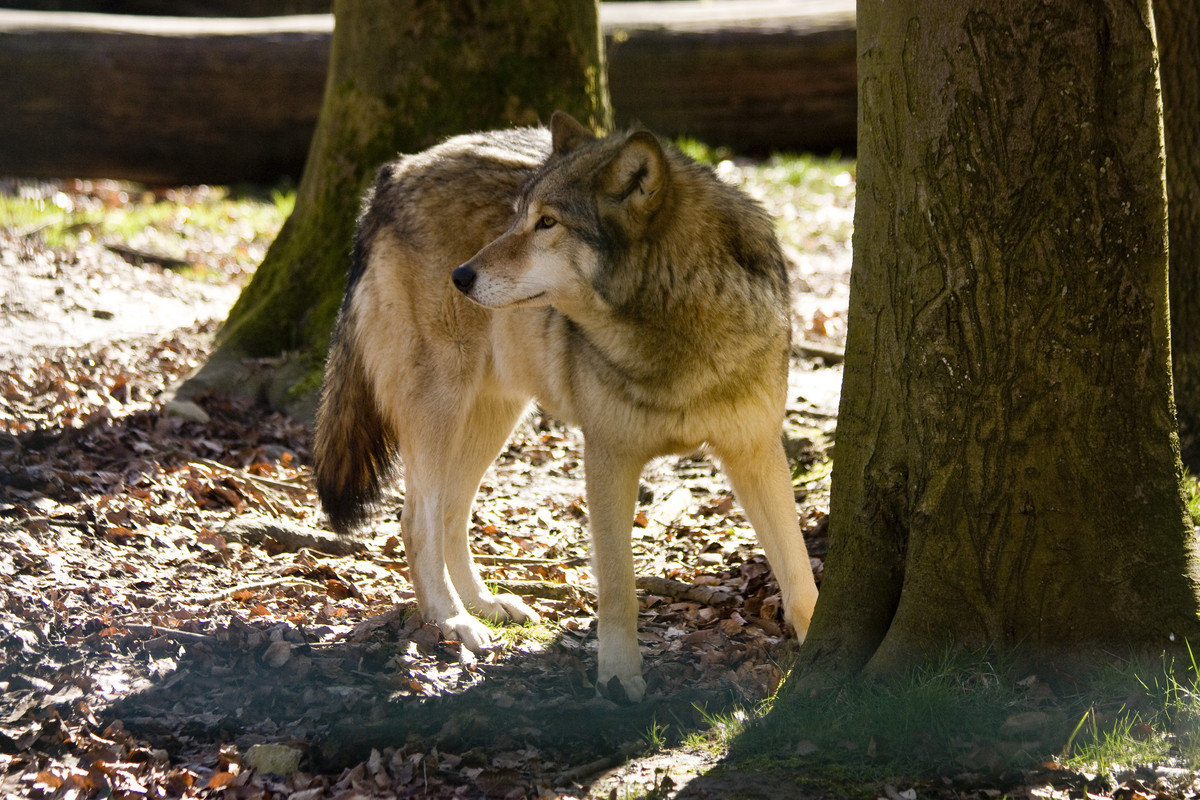 springe-15-wolf-025-by-dark-wolfs-stock-d8n3p8k.jpg