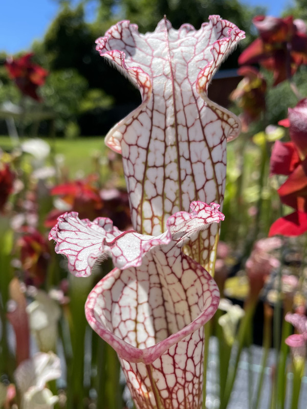 0378C45C-27DD-4405-A674-CFB889C1F97F