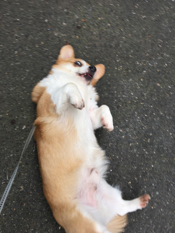 [Image: 1-D2-BBF7-F-D7-D6-4-C96-99-C7-3085-BB9-F623-F.jpg]