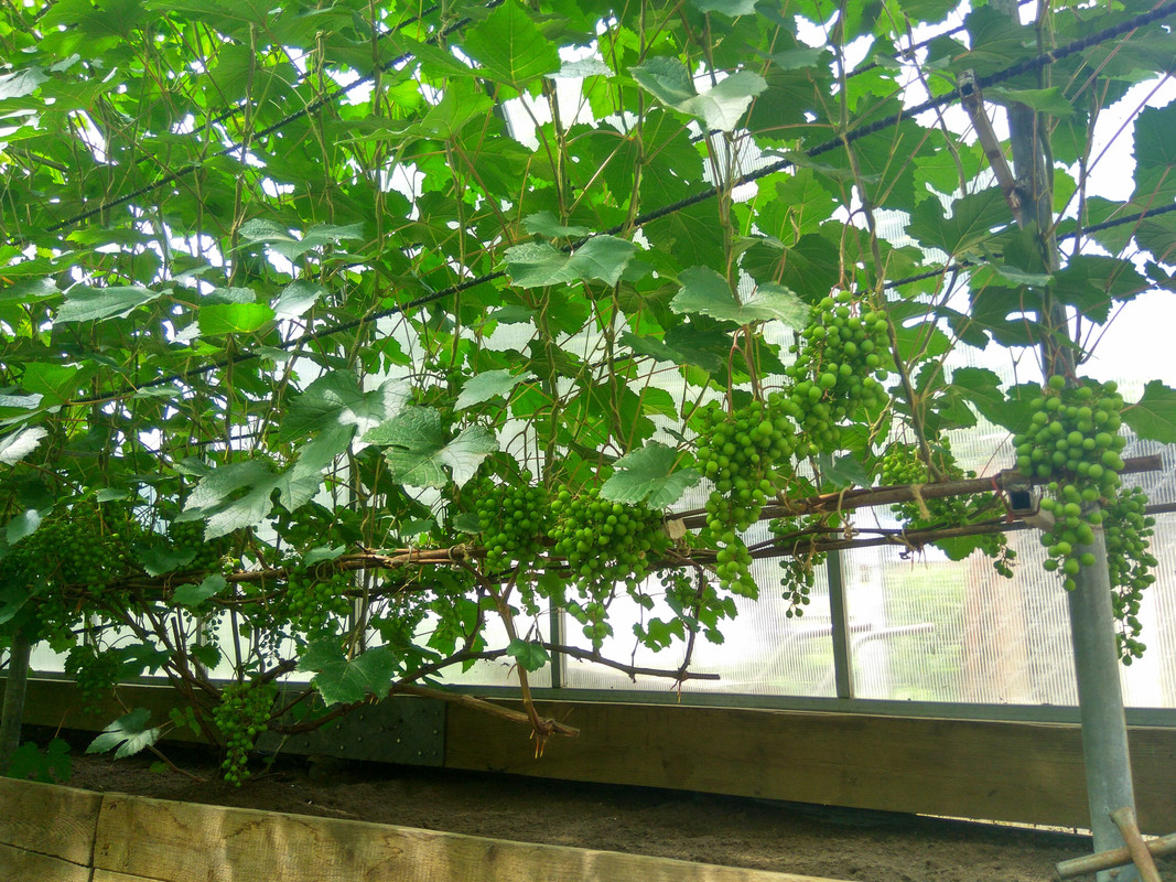 Загадка Шарова...д  (фото от 11.07.2018).