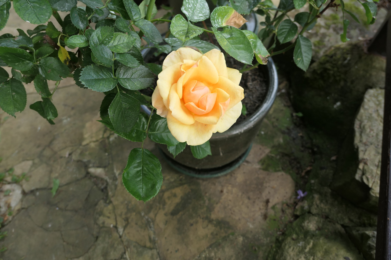 P1040845