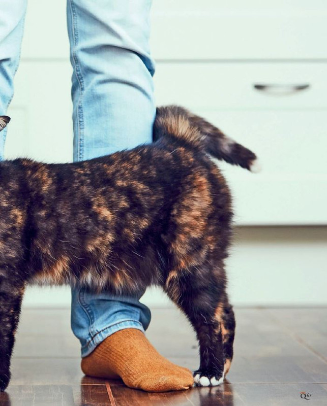 QuattroZampe Set 2022 (8)