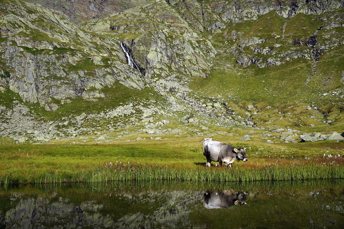 green-cow-1634519-1280.jpg