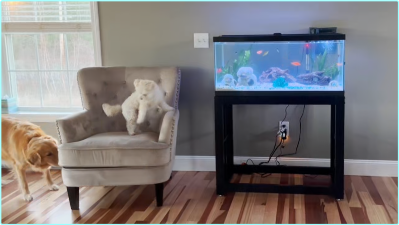 Americas Funniest Home Videos S36E01 [720p] (HEVC) (x265) [6 CH] [MeGusta]