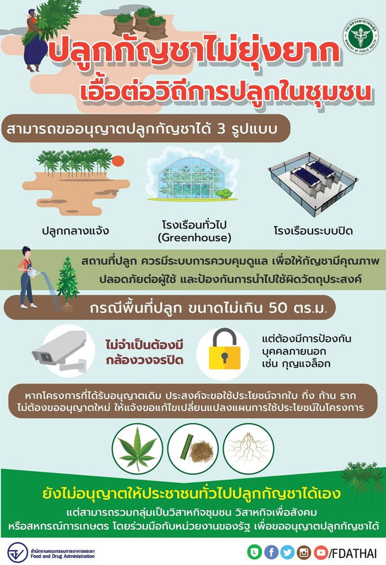 ปลูกกัญชาไม่ยุ่งยาก เอื้อต่อวิถีการปลูกในชุมชน สามารถขออนุญาตปลูกกัญชาได้ 3 รูปแบบ