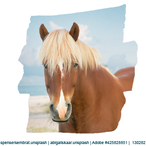 Beach-Pony-Avi.png