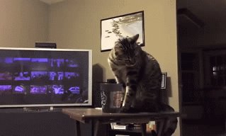 Cat-Cup1.gif