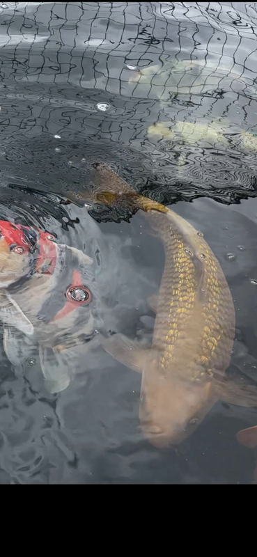 302A03EC-4CB4-40C6-977B-C7B410B43E22