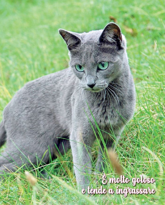 QuattroZampe Lug 2022 (10)