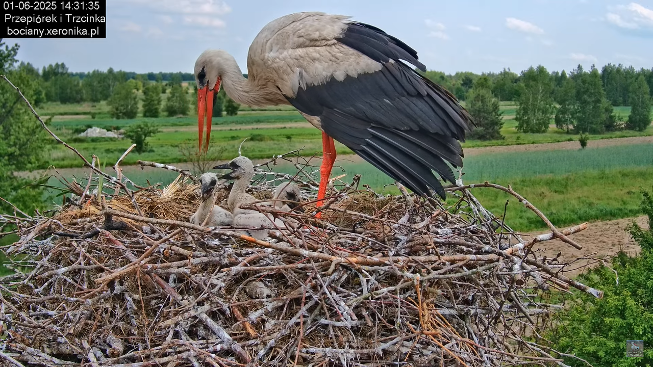 01062025bociany33
