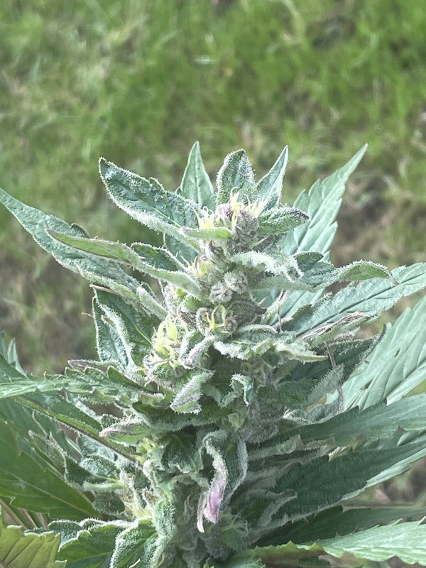 212F6B43-06DC-4AFA-A388-6E050EB3ACE6