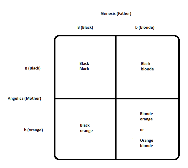 Genesis-and-Angelica-Possible-Hair-Color-Genotypes-and-Phenotypes.png