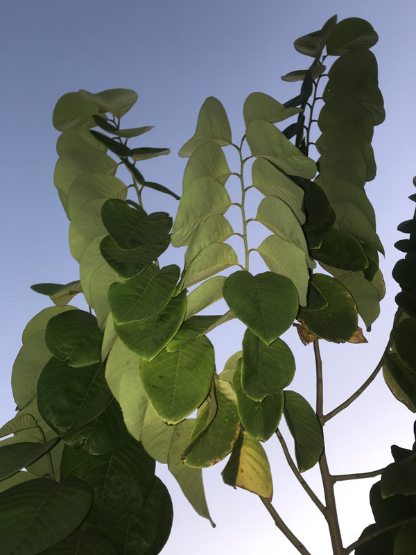 B5888C41-3709-467B-B3FC-A55E28D896BF