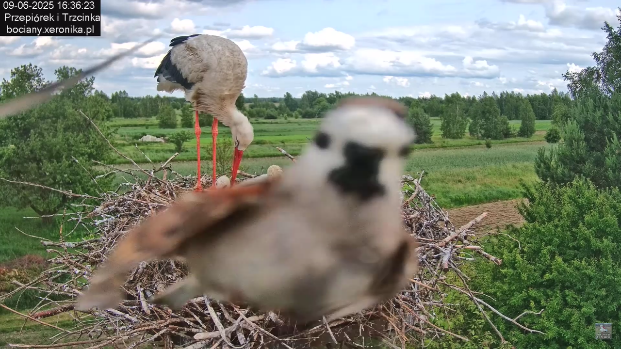 09062025bociany36