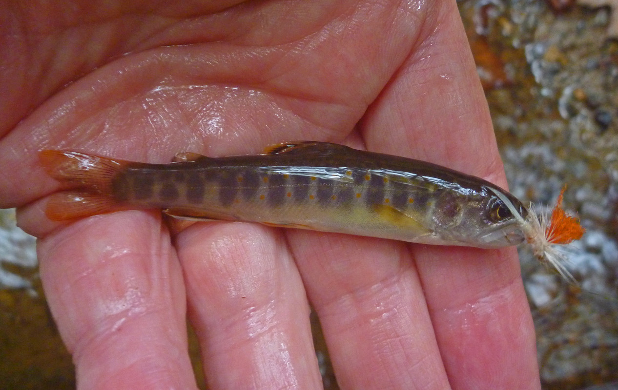 3Wt Bamboo Fly Rods Page 4 The Classic Fly Rod Forum