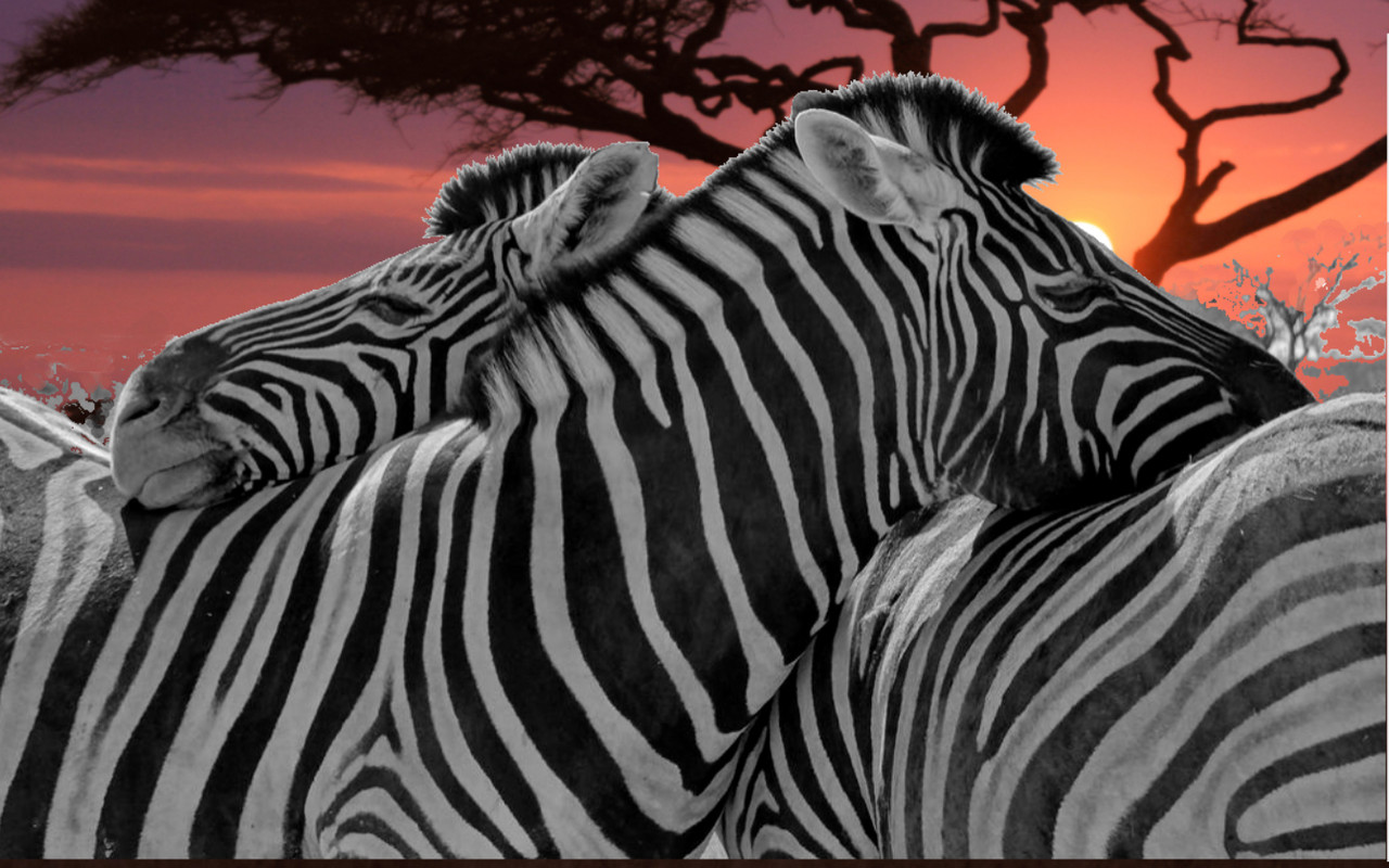 Zèbres au couchant africain