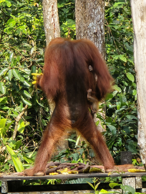 BORNEO - INDONESIA JULIO 2024 (KUALA LUMPUR- BORNEO- YOGYAKARTA- BALI- SINGAPUR) (7)