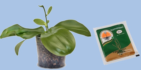 Корневин для орхидей как достичь максимального эффекта при минимальных затратах