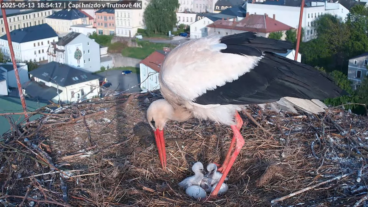 Tiešraide no stārķa ligzdas uz alus darītavas skursteņa Trutnovā 15-27-57 screenshot