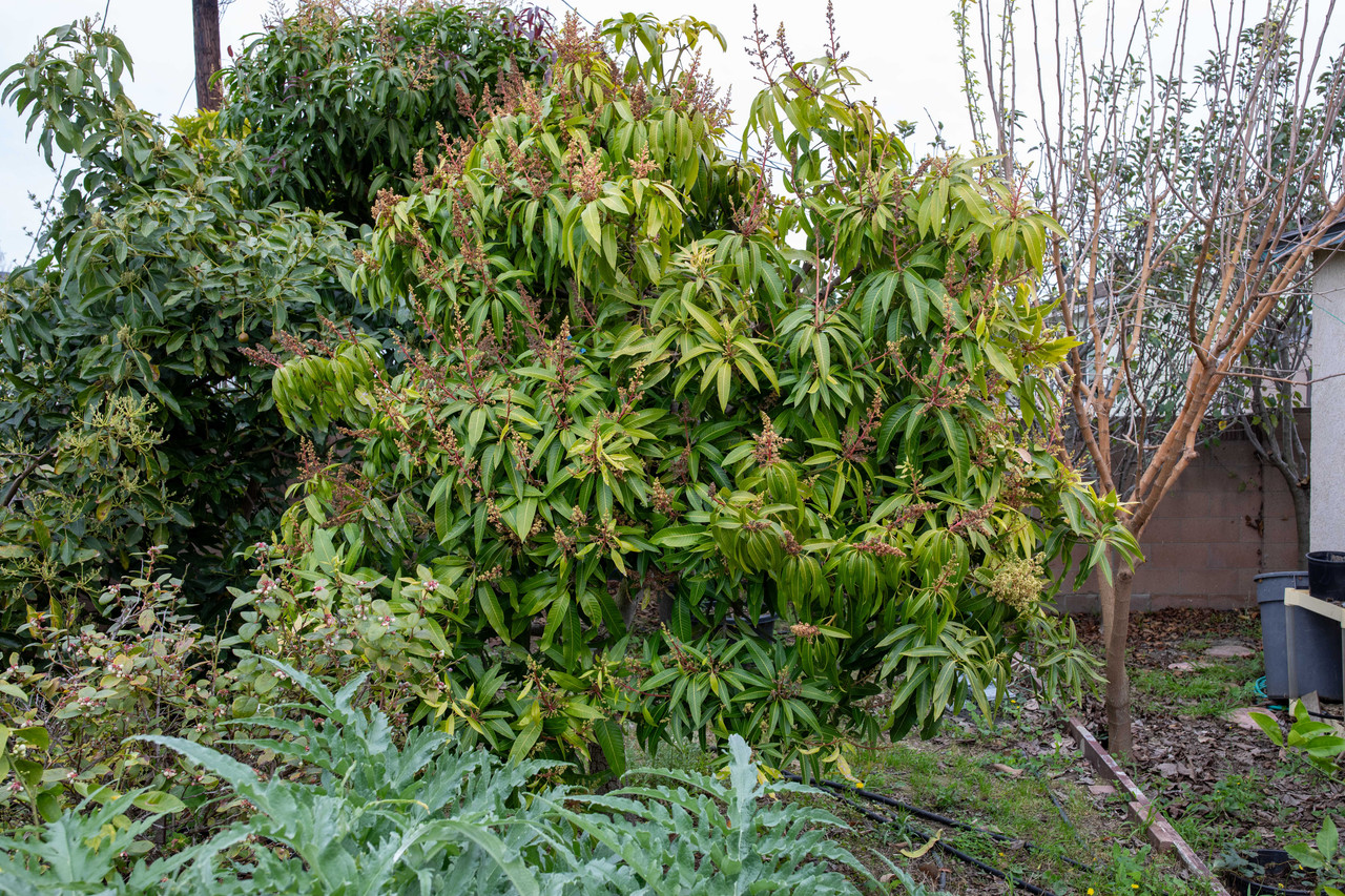 8U1A0731 Orange Sherbet Mango Tree Blooming (2 15 26)
