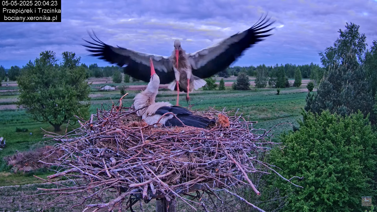 05052025bociany19