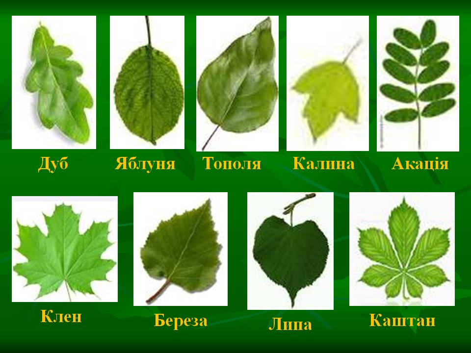 Разновидности листьев у комнатных растений и их значение