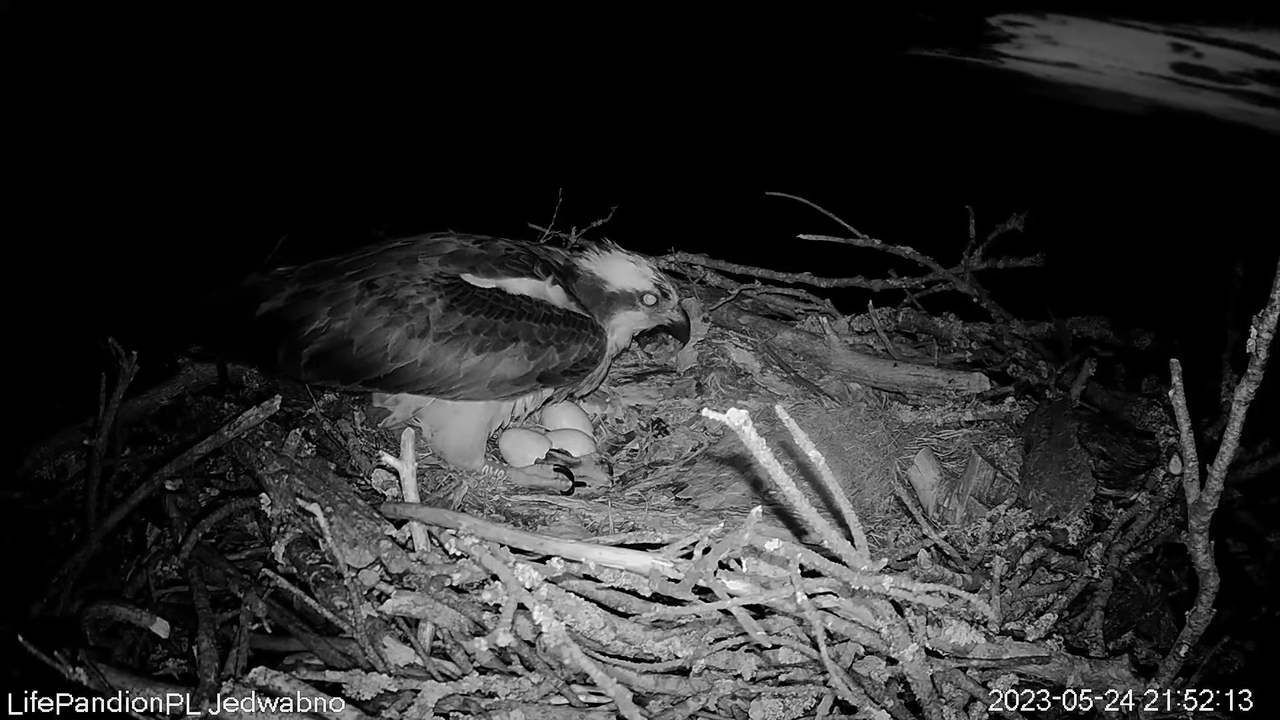 Rybołowy Online Puszcza Napiwodzko-Ramucka _ Ospreys Online in Napiwodzko-Ramucka Forest 3-59-16 scr