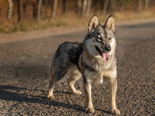 изображение_viber_2022-01-10_11-24-51-369