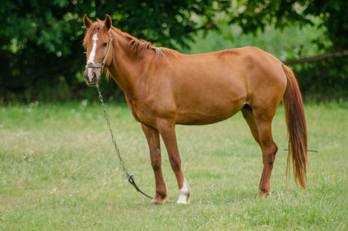 Сколько лошадей в мире. Мир лошадей. Самые красивые лошади в мире фото. Простых лошадей сейчас. Самый большой конь в мире.