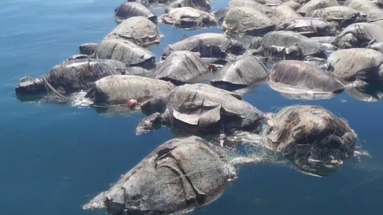 Tortugas aparecen muertas en India, aparentemente las envenenaron