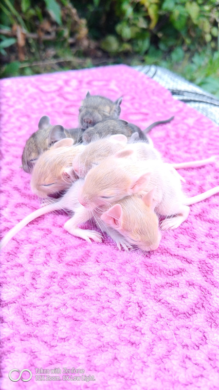 Від Нотки і Іриса 22.07.21