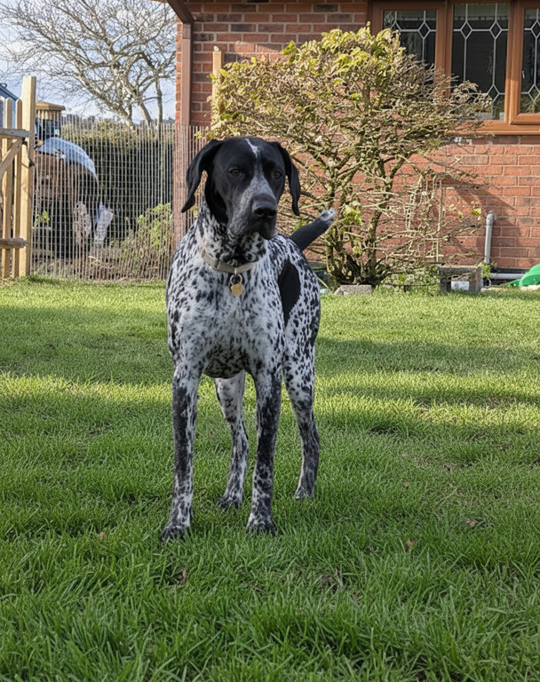 Dog